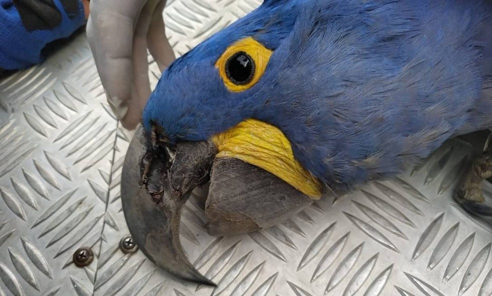 Arara-azul encontrada morta no Pantanal de MS — Foto: Instituto Arara Azul / Divulgação