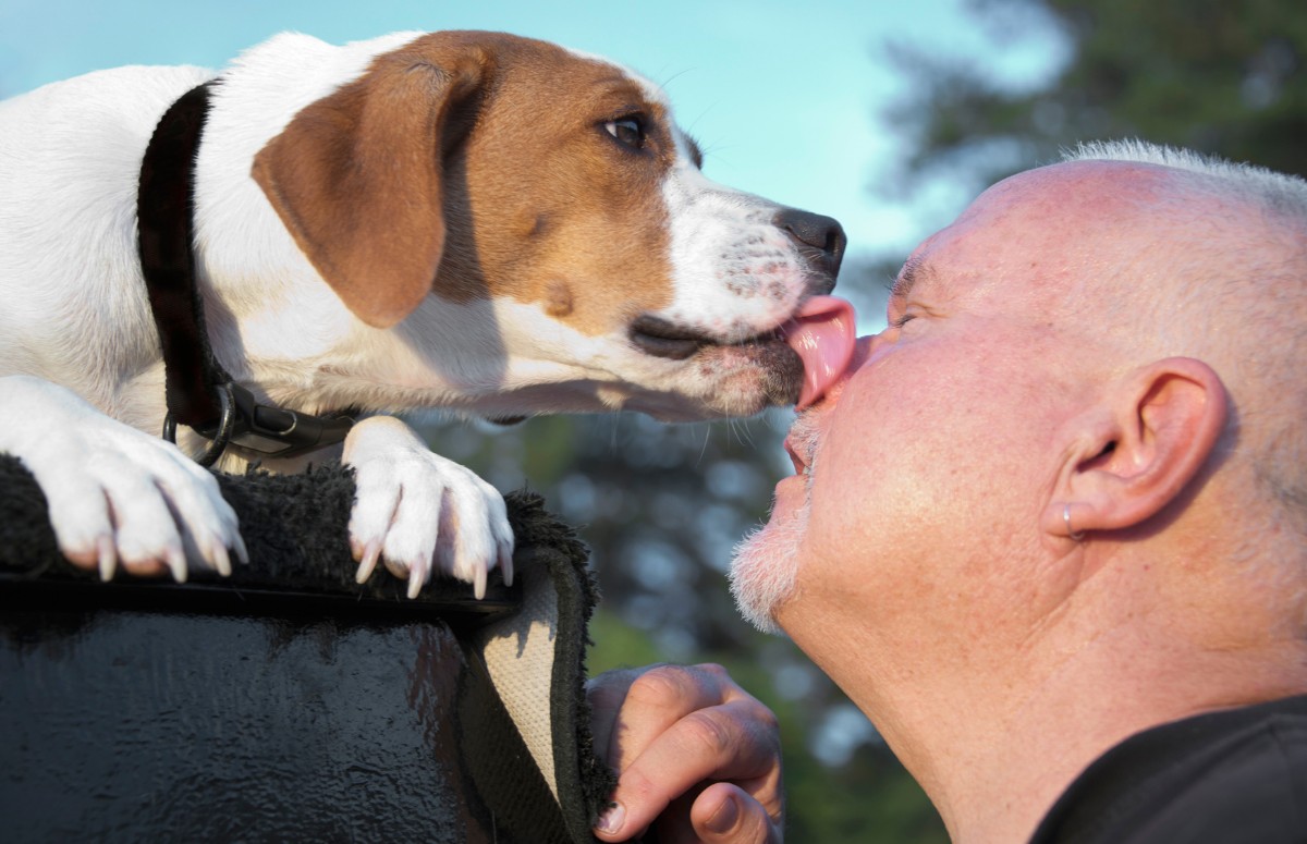 Os lambeijos caninos possuem diversos significados, entre eles, uma forma de demonstrar carinho (Foto: Canva / Creative Commoms)