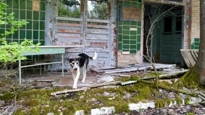 Alguns dos cães que vivem em Chernobyl podem ser descendentes de animais abandonados durante a evacuação de 1986, mas outros podem ter vindo de fora da zona de exclusão (Foto: Getty Images )