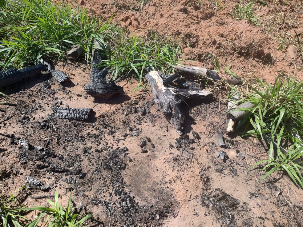 Sitiante foi multado em mais de R$ 64 mil por uso de fogo em vegetação, em Junqueirópolis (SP) — Foto: Polícia Militar Ambiental