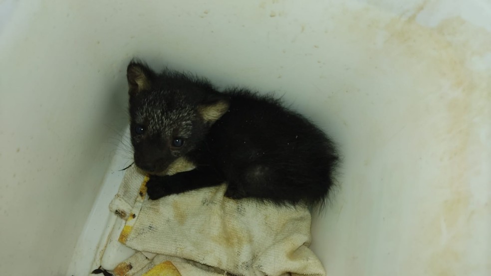 Animal recebeu atendimentos prévios.  — Foto: Bombeiros/Reprodução 