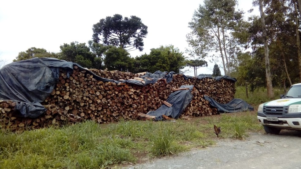 Toras de madeira foram apreendidas durante a operação — Foto: Polícia Ambiental/Divulgação