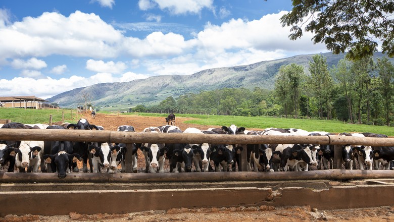 boi-vaca-bovino-pecuaria-pecuária-confinamento-bezerro (Foto: Fernando Martinho)