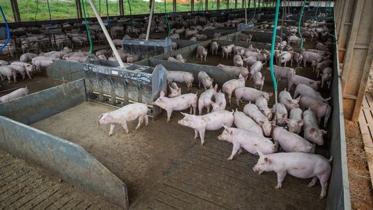 Organização britânica vê uso de antibióticos em excesso em criações animais no Brasil