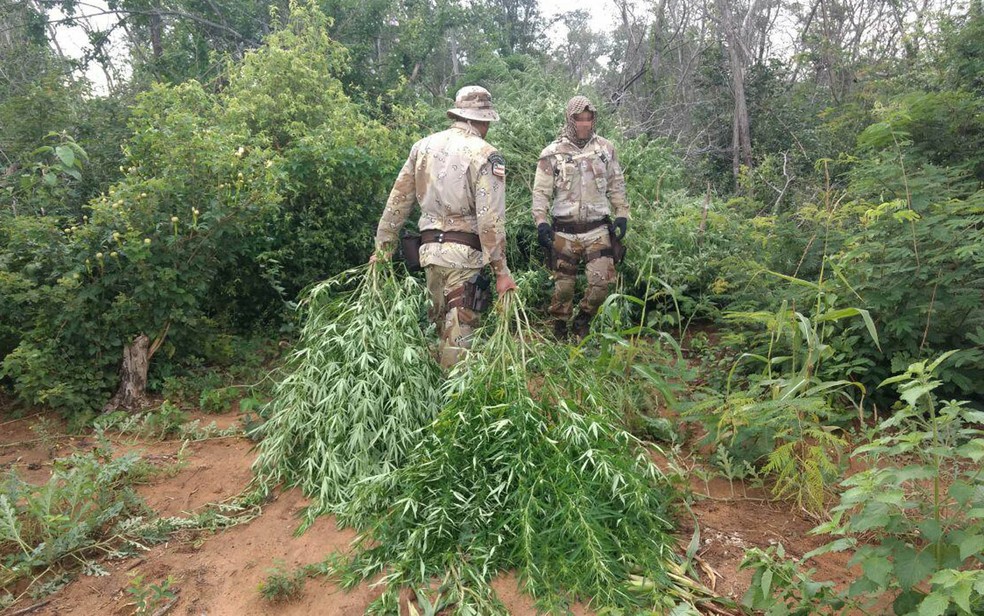  Plantio, localizado na zona rural da cidade de Xique-Xique, tinha pés da erva medindo 2 metros (Foto: Divulgação/ SPP-BA)