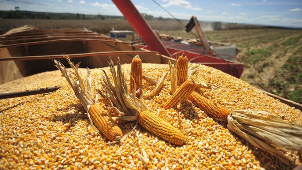 Indústria de etanol de milho produz mil toneladas de farelos de milho para ração animal — Foto: Ernesto de Souza/ Editora Globo