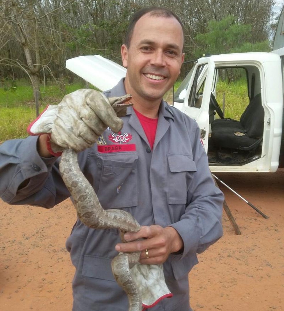 Cobra foi encontrada no painel de caminhão em Tupã (Foto: Corpo de Bombeiros/Divulgação)