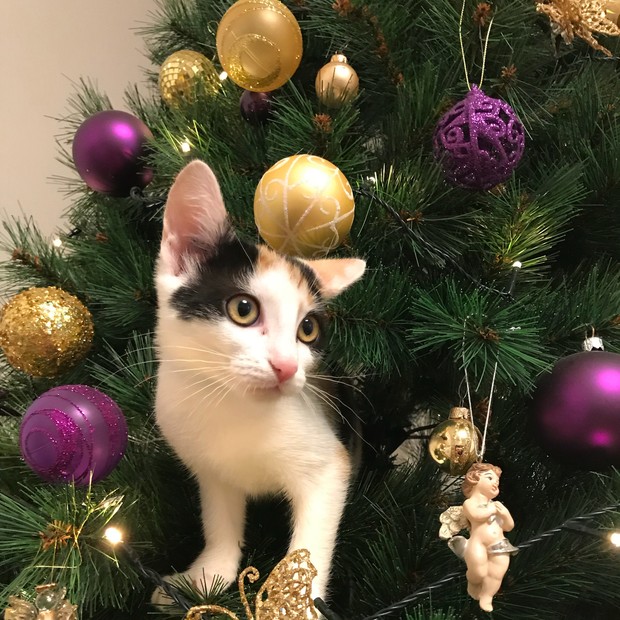 Decoração de árvore de Natal: 7 dicas para quem tem gatos