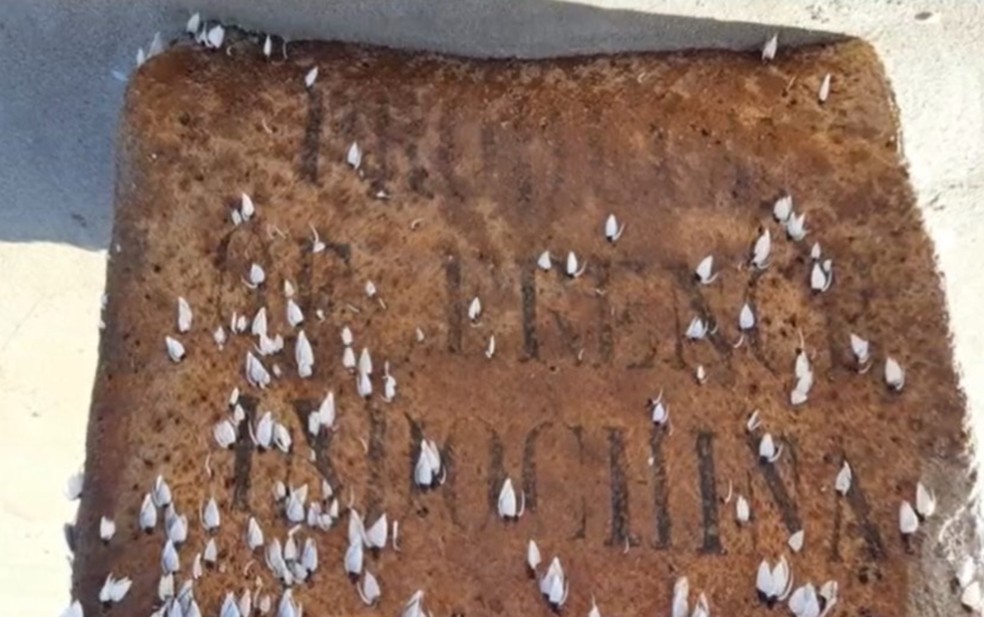 Inscrição em um fardo encontrado em praia do Ceará há dois anos — Foto: Reprodução/TV Bahia