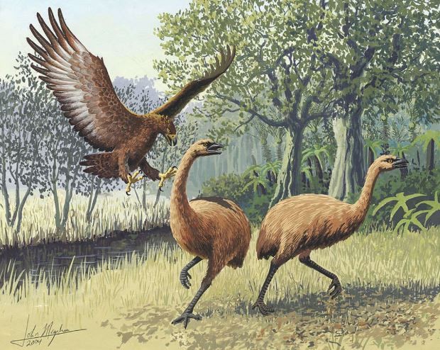 Representação de como era a moa, ave extinta há cerca de 700 anos atrás (Foto: Wikipedia Commons)