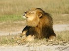 Após morte de leão, aéreas dos EUA proíbem frete de animais caçados