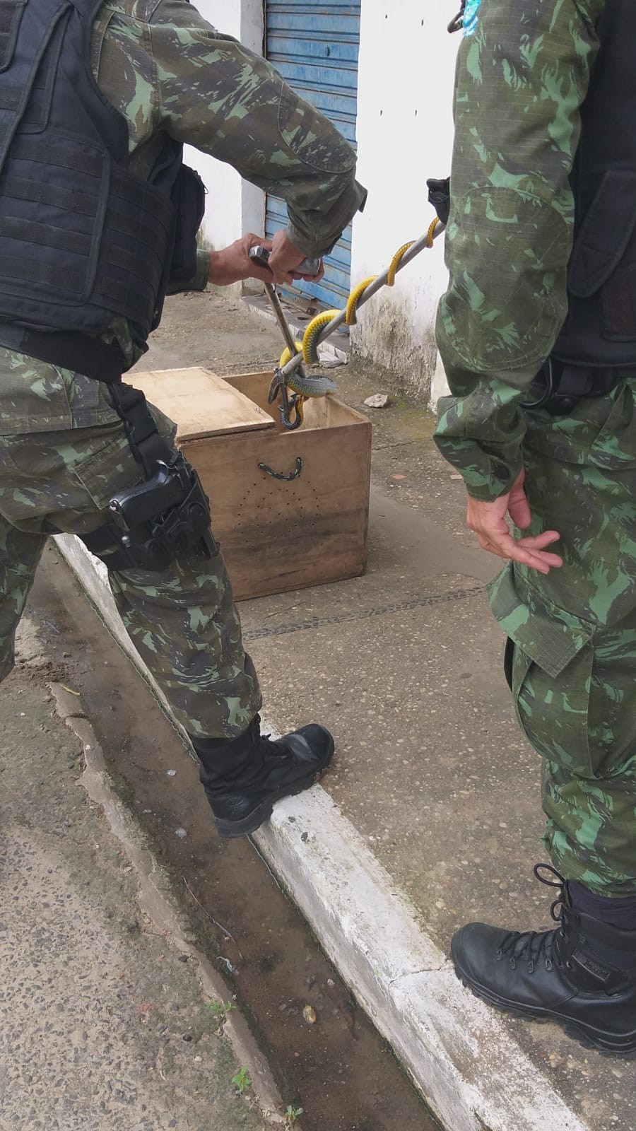 Polícia Militar resgata sete cobras em residências de Teresina no fim de semana; veja orientações