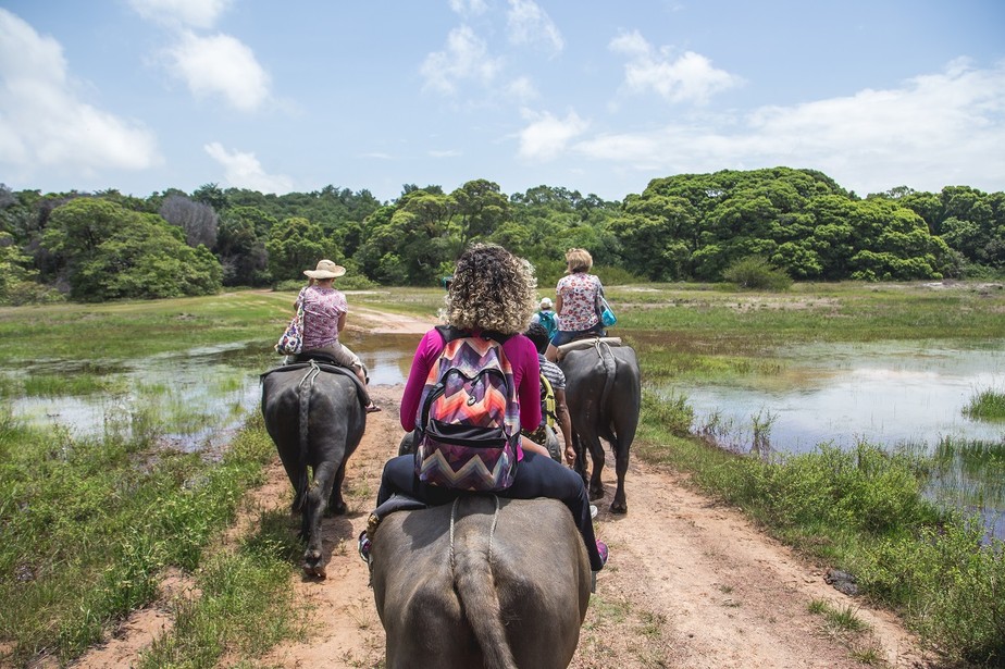 Turistas montam em búfalos numa fazenda na Ilha de Marajó, no Pará
