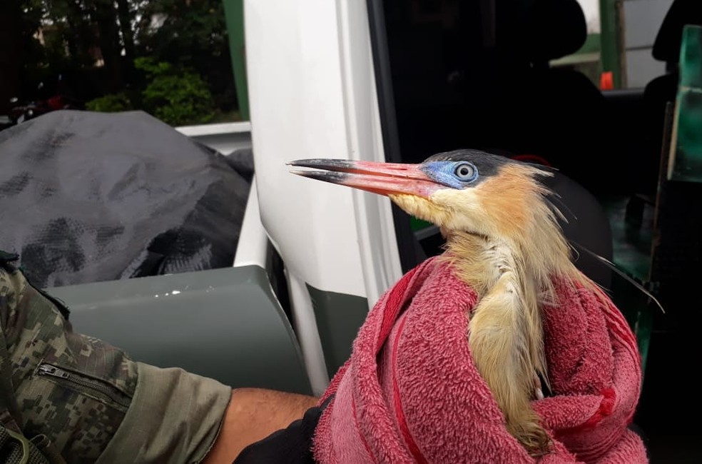 Garça foi resgatada por guardas ambientais em São Vicente, SP — Foto: Divulgação/Guarda Civil Ambiental 