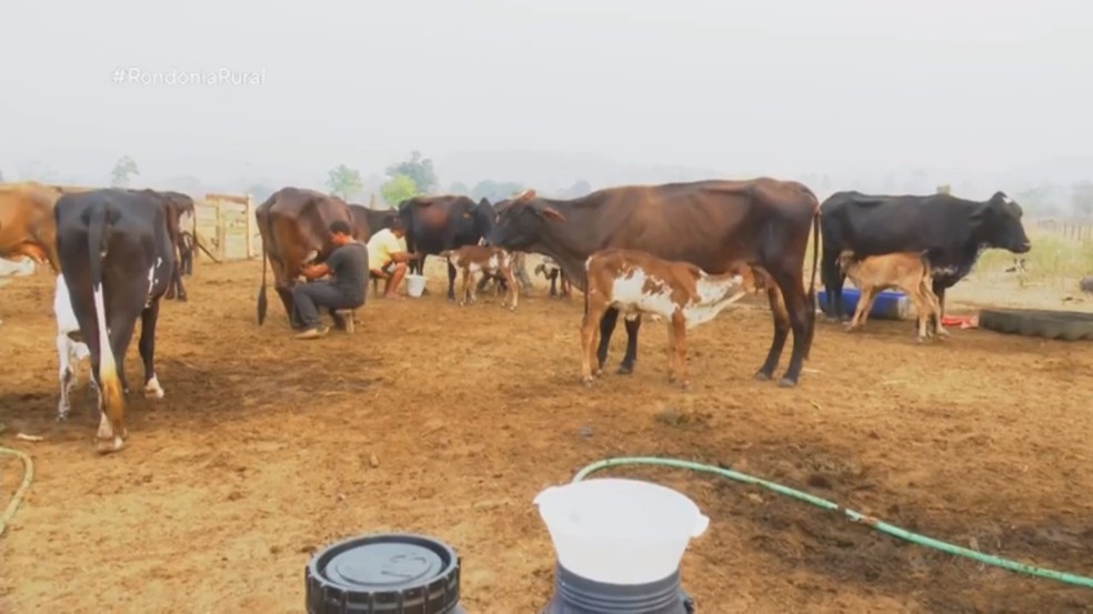 Família aumentou produção de leite durante estiagem em Rondônia — Foto: Rede Amazônica/Reprodução