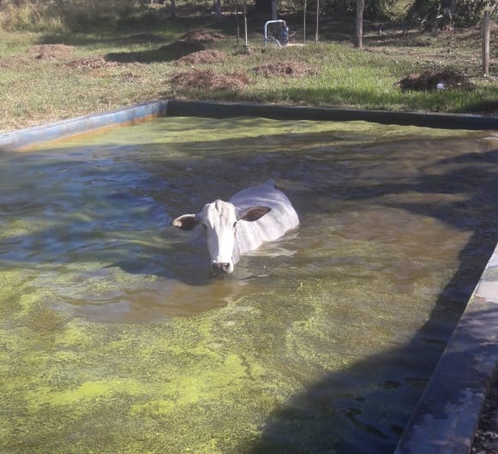 Vaca Se Assusta Com Cachorros Ao Tentar Beber Agua Em Piscina De Sitio Cai E E Resgatada Em Mt Mato Grosso G1