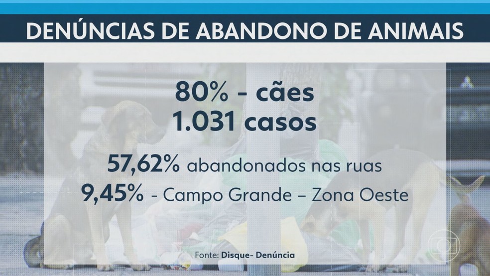 Cães são 80% das denúncias de abandonos de animais no Rio, segundo o Disque Denúncia — Foto: RJ2