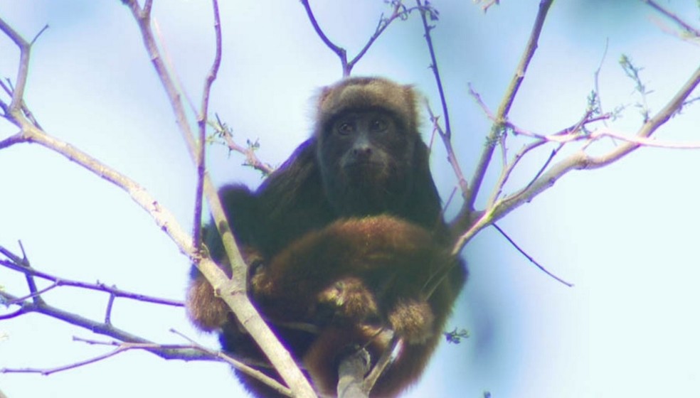 Primatas são as principais vítimas da febre amarela (Foto: Arquivo TG)