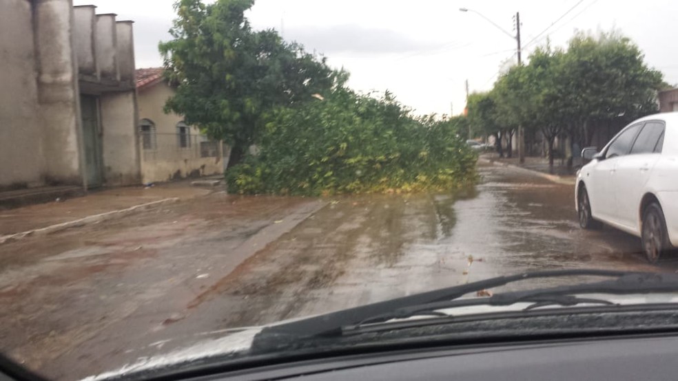 Árvores que caíram durante a chuva bloquearam parte das ruas — Foto: Divulgação 