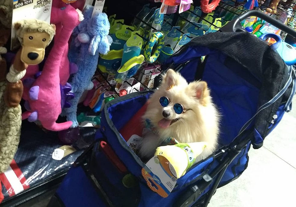 Small influencer of Itapetininga (SP) receives pampering of pet stores - Photo: Personal Archive / Andressa Queiroz Vieira 