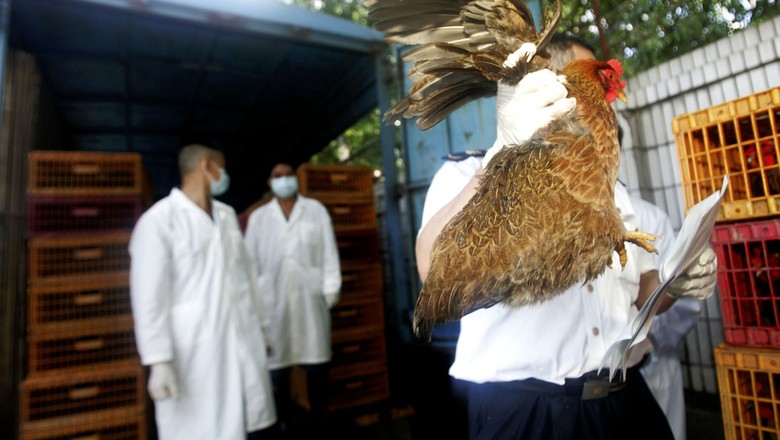 aves_gripe_aviaria (Foto: Getty Images)