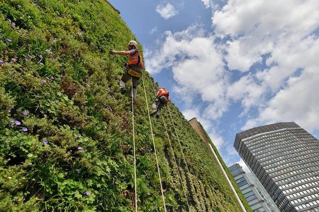 Entenda como montar um jardim vertical (Foto: Divulgação)