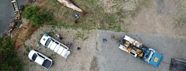 Tubarão-baleia é encontrado na baía de Vitória, ES — Foto: Divulgação/ Projeto Baleia Jubarte e Instituto Orca