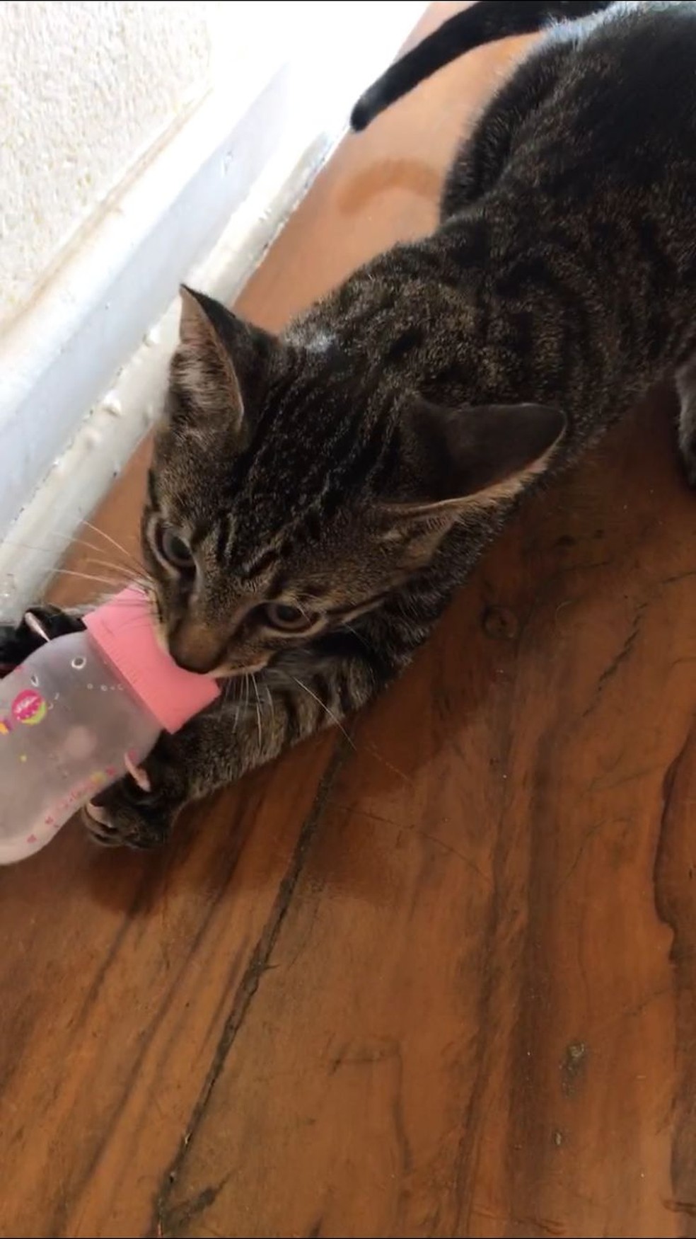 Pisos de madeira devem receber um selador para fechar os poros — Foto: Arquivo Pessoal/Talissa Medeiros