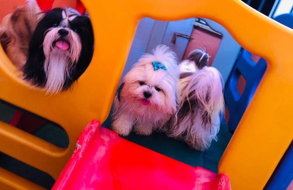 Cachorros possuem vários brinquedos para passar o tempo em hotéis para pets em Teresina — Foto: Divulgação/Cantinho do Pet