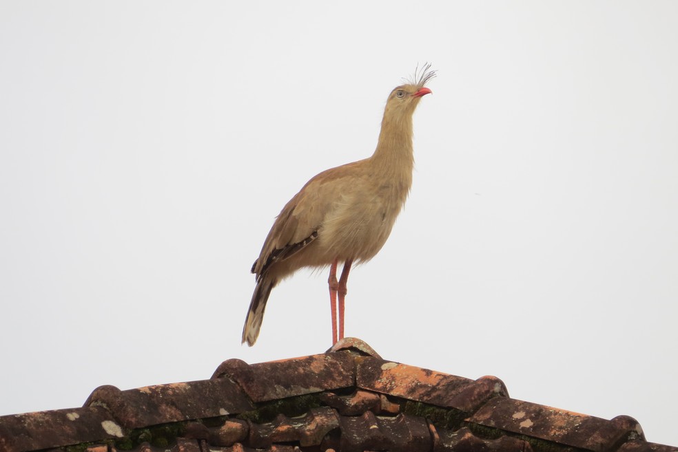 Seriema, ave típica do Cerrado, é símbolo do Parque Estadual do Juquery — Foto: Divulgação/Secretaria Estadual da Infraestrutura e Meio Ambiente