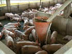 Criadores de suínos comemoram aumento no preço de mercado no RS