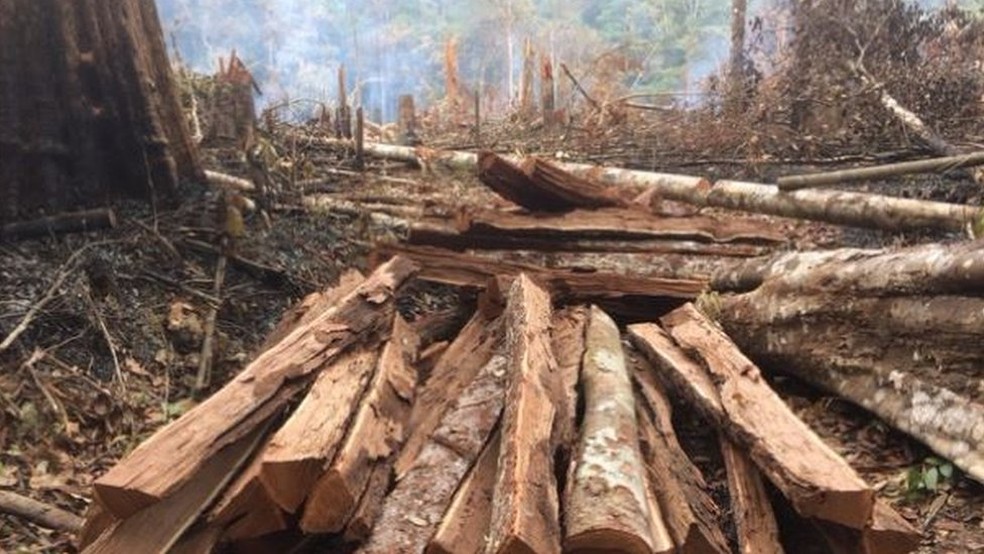 Associação local foi impedida de transportar madeira retirada de forma ecológica, enquanto invasores estão desmatando a floresta (Foto: BBC)