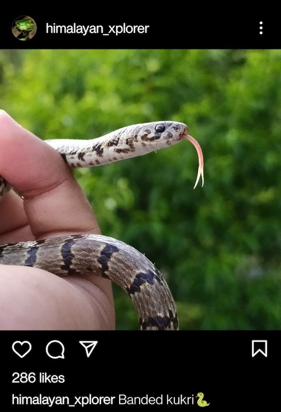 Virendar Bhardwaj postou na internet esta foto de uma cobra encontrada em seu quintal, na Índia — Foto: Reprodução / redes sociais