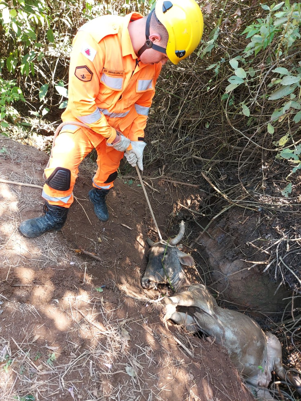 Vaca cai em buraco e é resgatada pelo Corpo de Bombeiros na zona rural de Serrania, MG — Foto: Corpo de Bombeiros