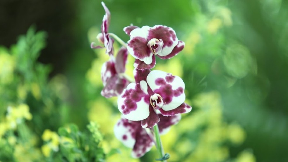 Abram alas para as orquídeas | Ensinando e Aprendendo | G1