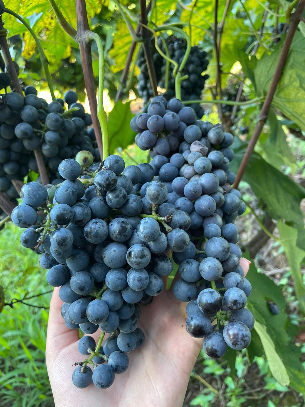 Uva para produção de vinho da família Beloto, em Andradas (MG) — Foto: Gervásio Ribeiro Beloto 