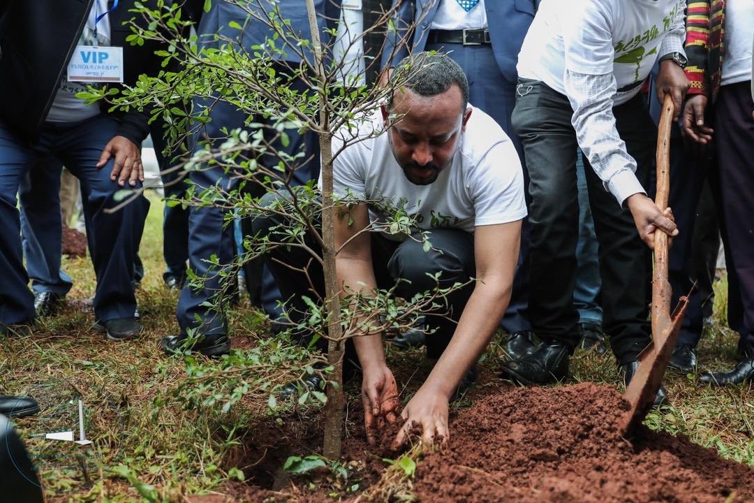Primeiro Ministro da Etiópia planta árvore como parte de campanha de reflorestamento do país (Foto: Divulgação)