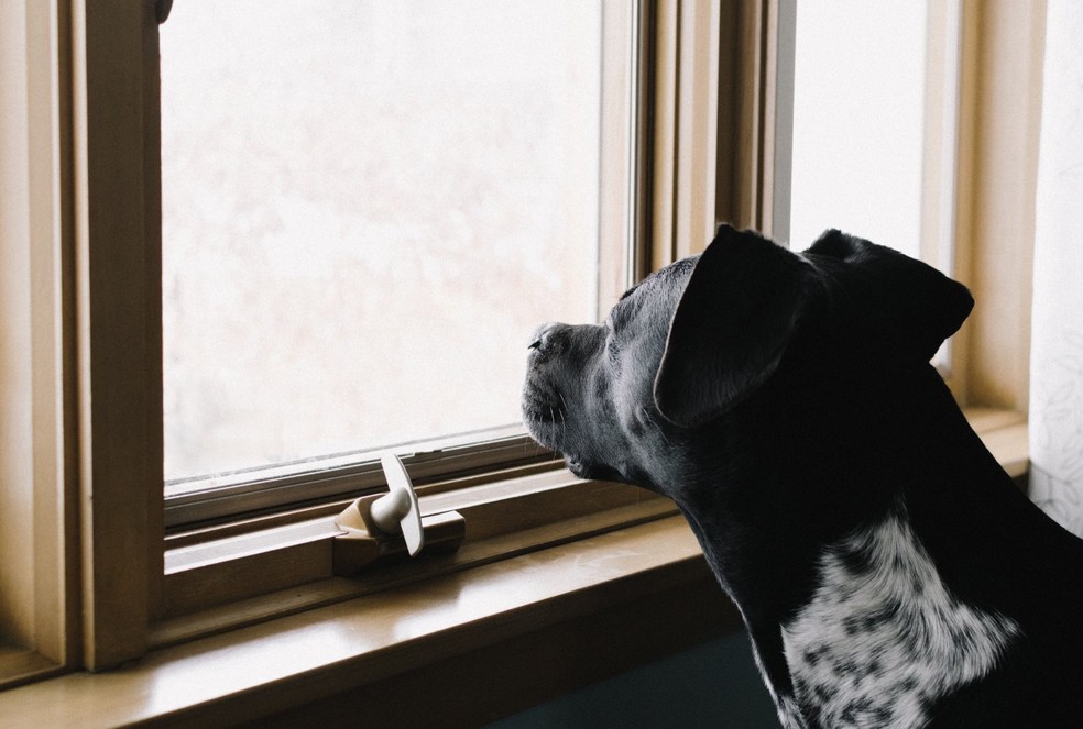 Por serem gregários e sociais, os cães demandam a companhia de humanos ou outros bichos, e ficar sozinhos pode fazê-los mal — Foto: Unsplash/ kellysikkema/ CreativeCommons