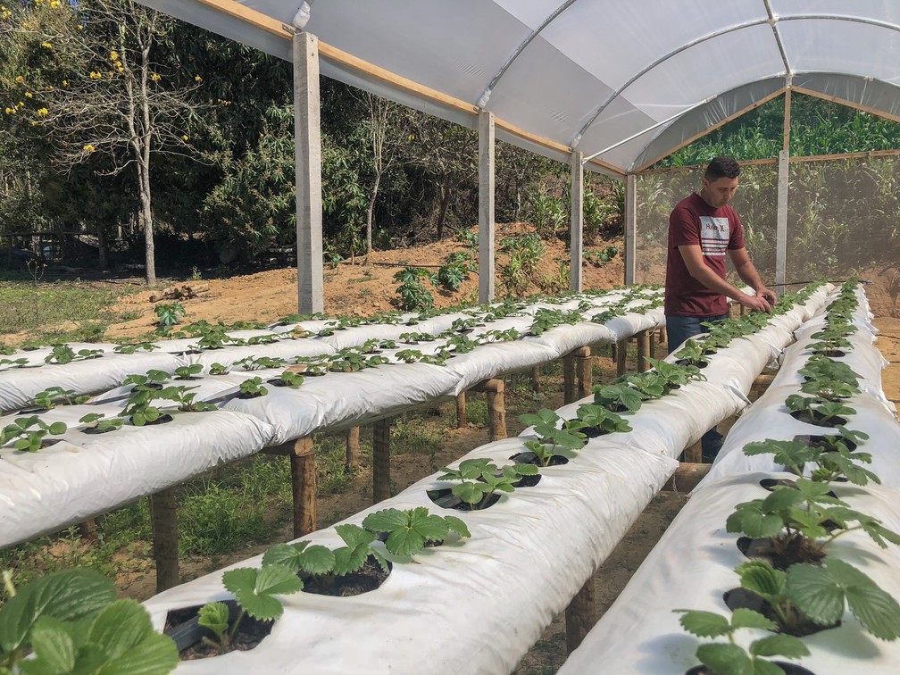 Produtor Sidnei Strey investe na produção de morangos orgânicos semi-hidropônicos — Foto: Juliana Borges/G1