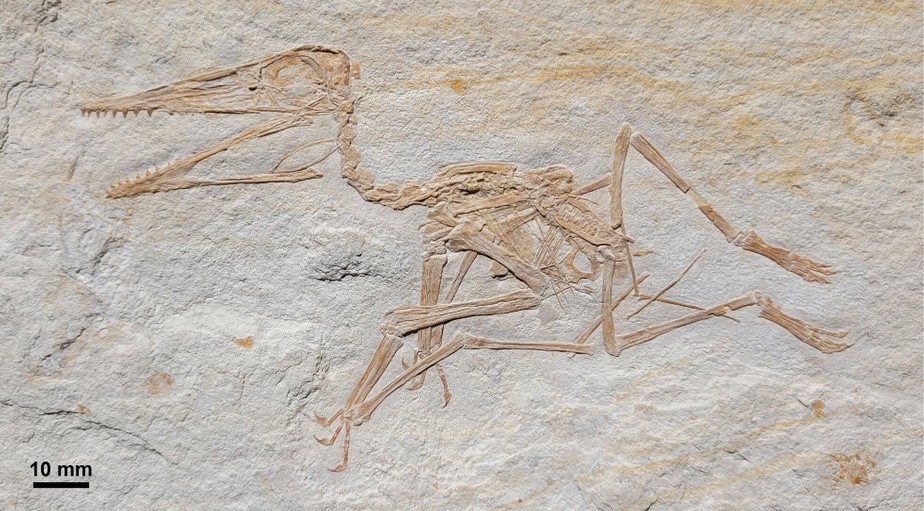 'Pterodactylus antiquus' do período Kimmeridgiano encontrado na Alemanha