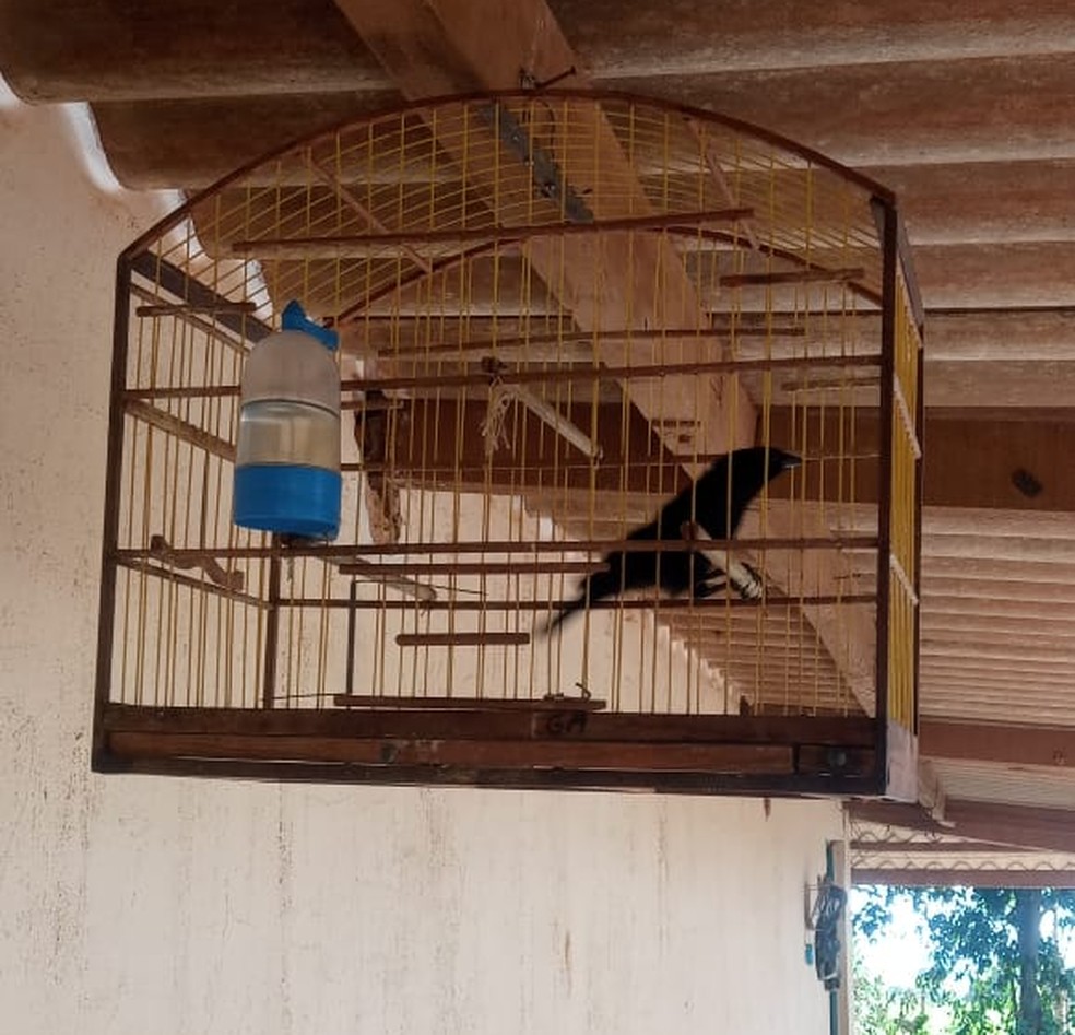 Caseiro de fazenda levou multa de R$ 1 mil em Indiana (SP) — Foto: Polícia Militar Ambiental