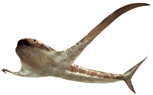 Un tiburón con “alas” vivió hace 93 millones de años en el Golfo de México – Revista Galileo