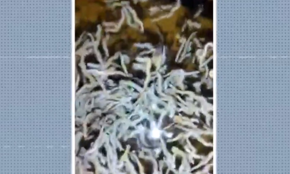 População se assusta com espécie de verme aquático em cidade na Bahia — Foto: Reprodução/TV Bahia
