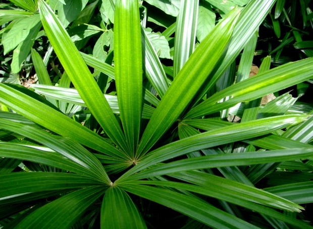 5 plantas ideais para apartamento; saiba como cuidar - 28/10/2022