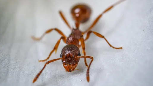 Cheiro de câncer: formigas conseguem detectar tumores a partir do xixi