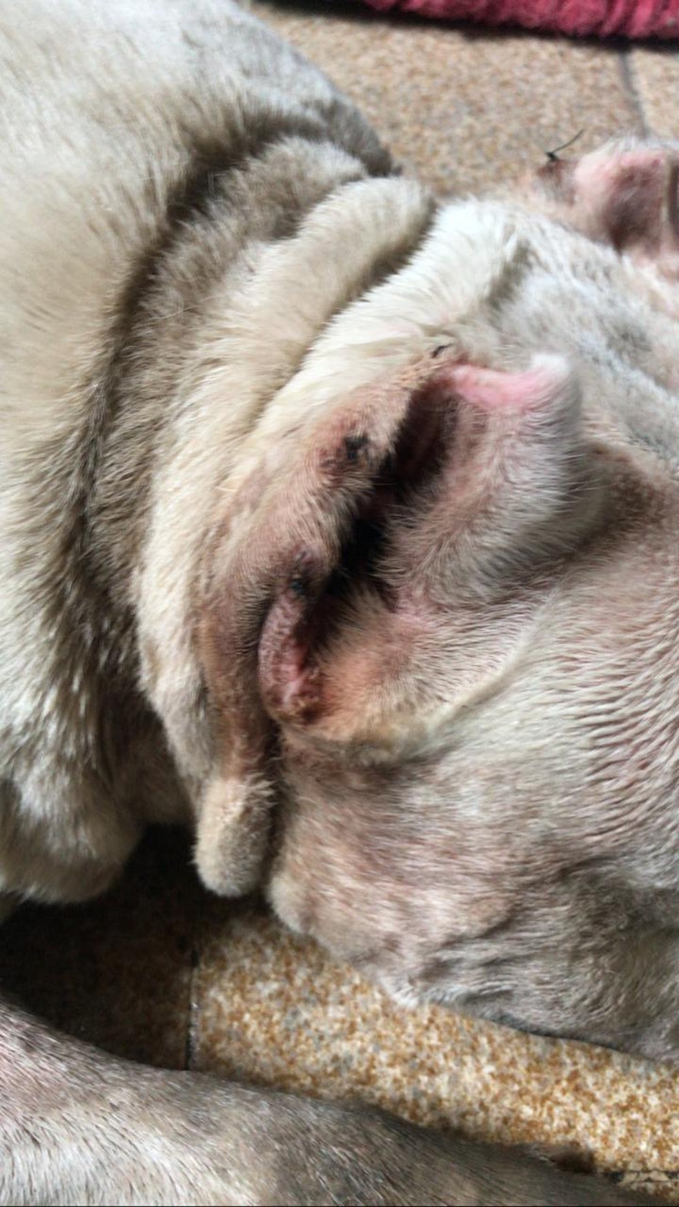 Sinais de corte de orelha em cachoro que sofreu maus-tratos em Maceió, AL — Foto: Rick Vieira/Arquivo Pessoal
