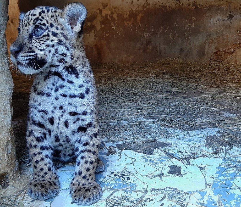 Zool&oacute;gico de Sorocaba comemora nascimento de filhote de on&ccedil;a-pintada &mdash; Foto: Divulga&ccedil;&atilde;o/Prefeitura de Sorocaba