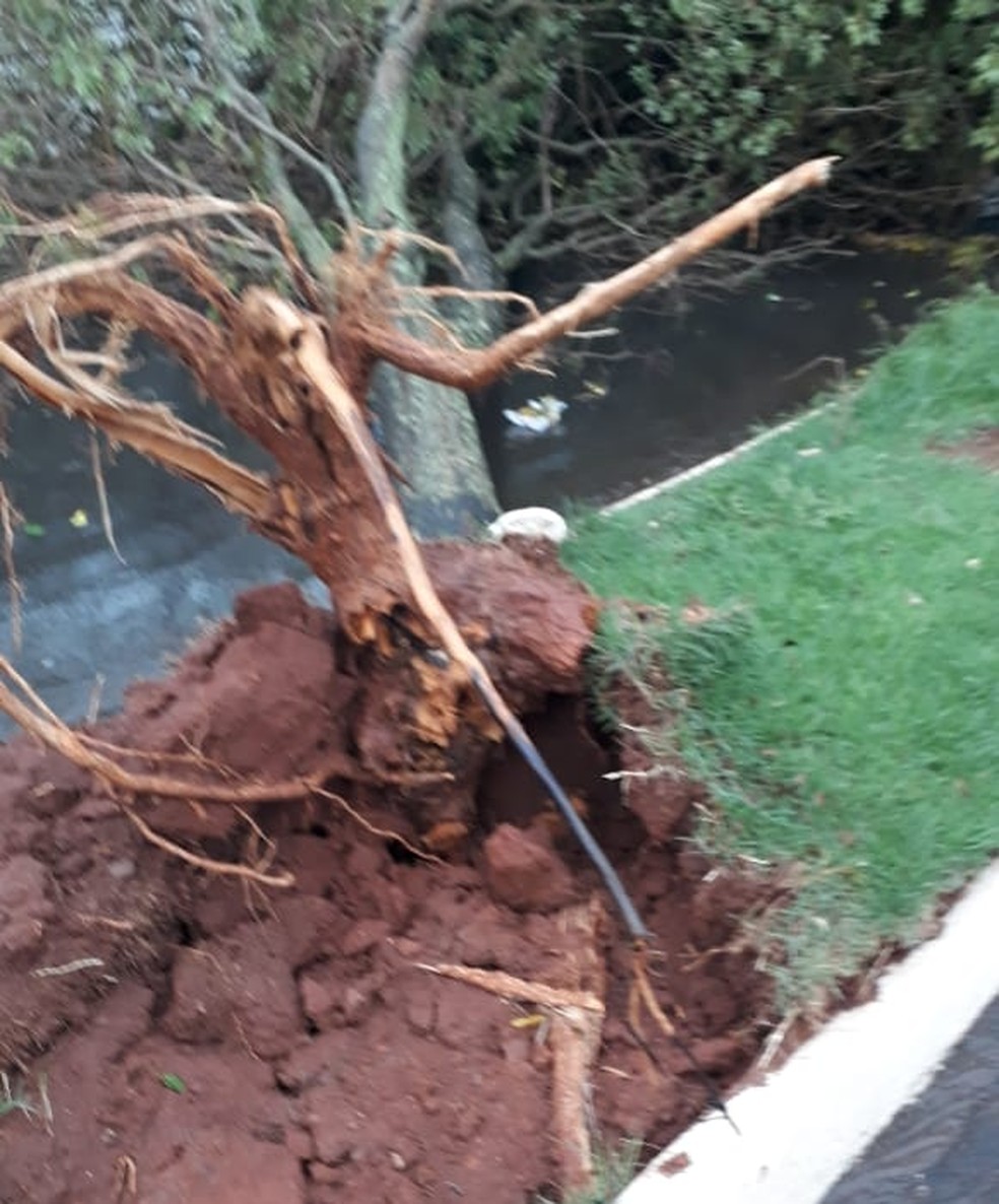 Quedas de árvores foram registradas em Narandiba — Foto: Lauro Barbosa/Cedida