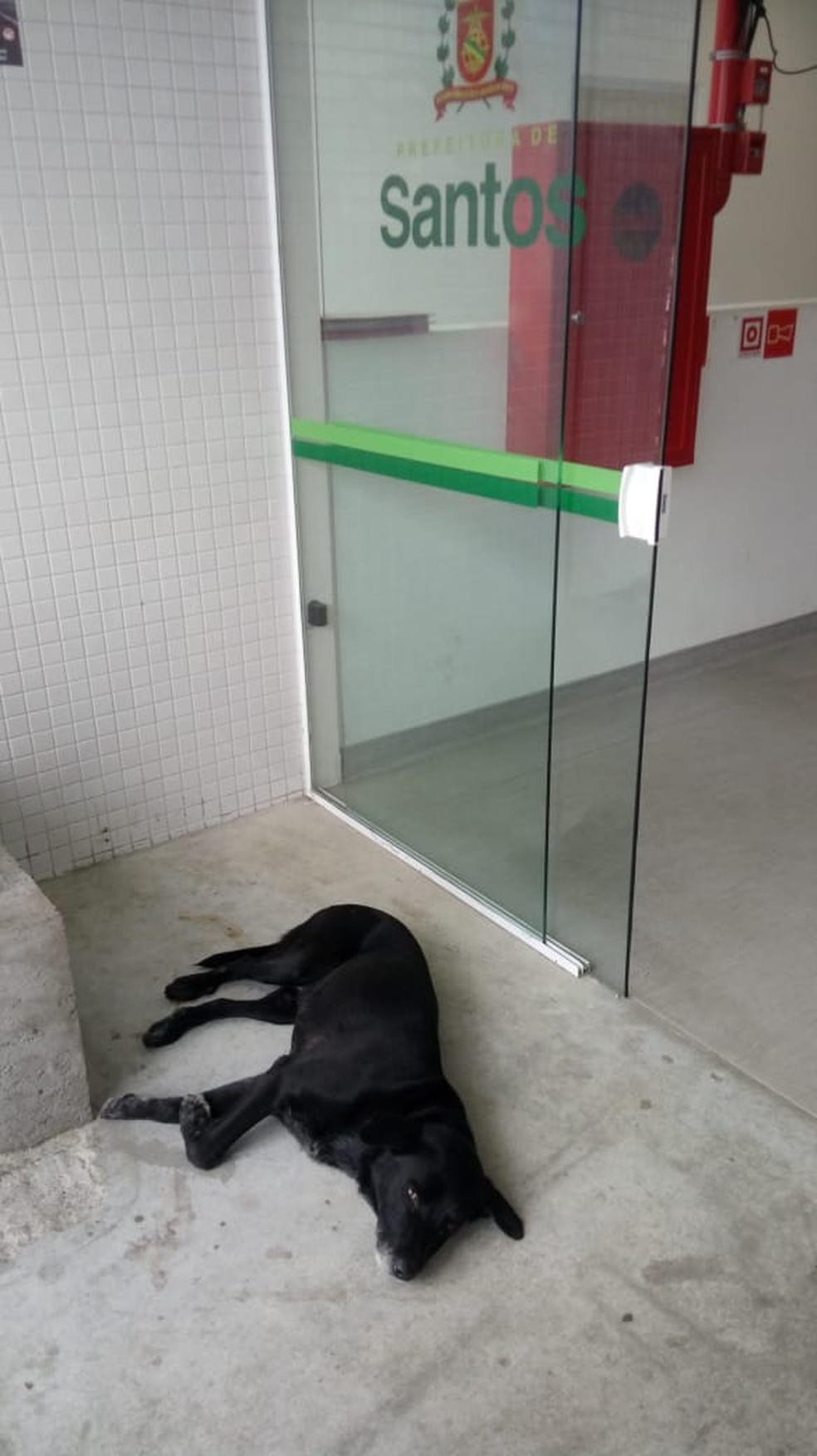 Cachorro Ã© flagrado em frente a UPA de Santos; seu dono morreu na Ãºltima quarta-feira (13) â€” Foto: Arquivo Pessoal/Everton Teodoro