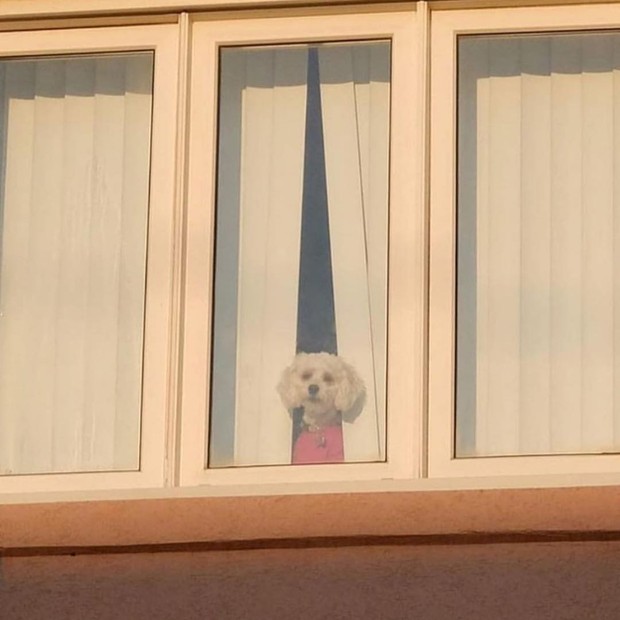 Grazi Massafera posta foto de cachorrinho em janela e alfineta (Foto: Reprodução/Instagram)